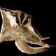 Illustration for article titled Australian Animals That Wont Kill You, Ranked